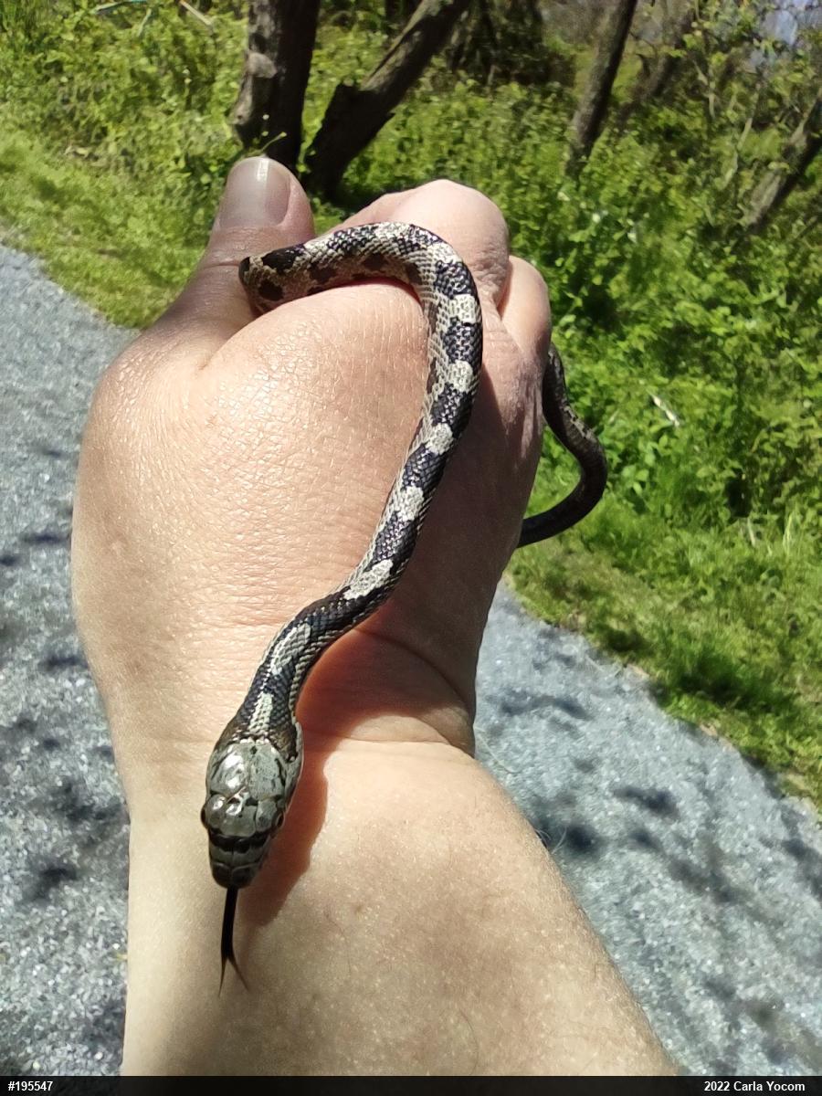 Eastern Ratsnake