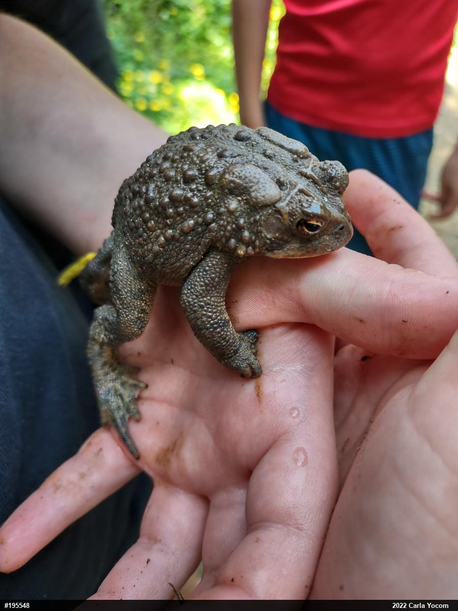 Eastern American Toad