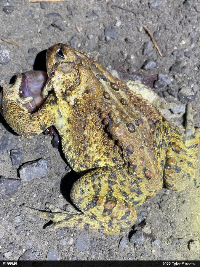 Eastern American Toad