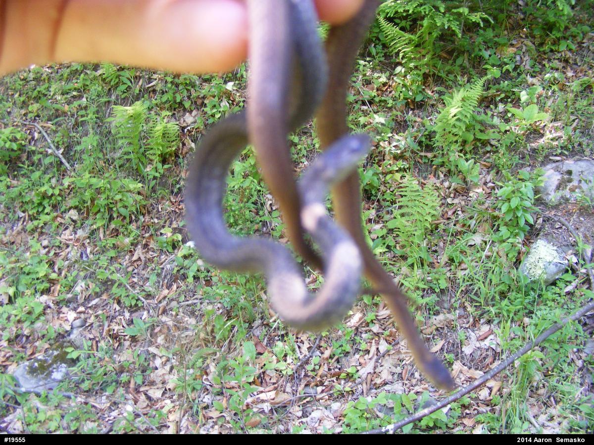Red-bellied Snake