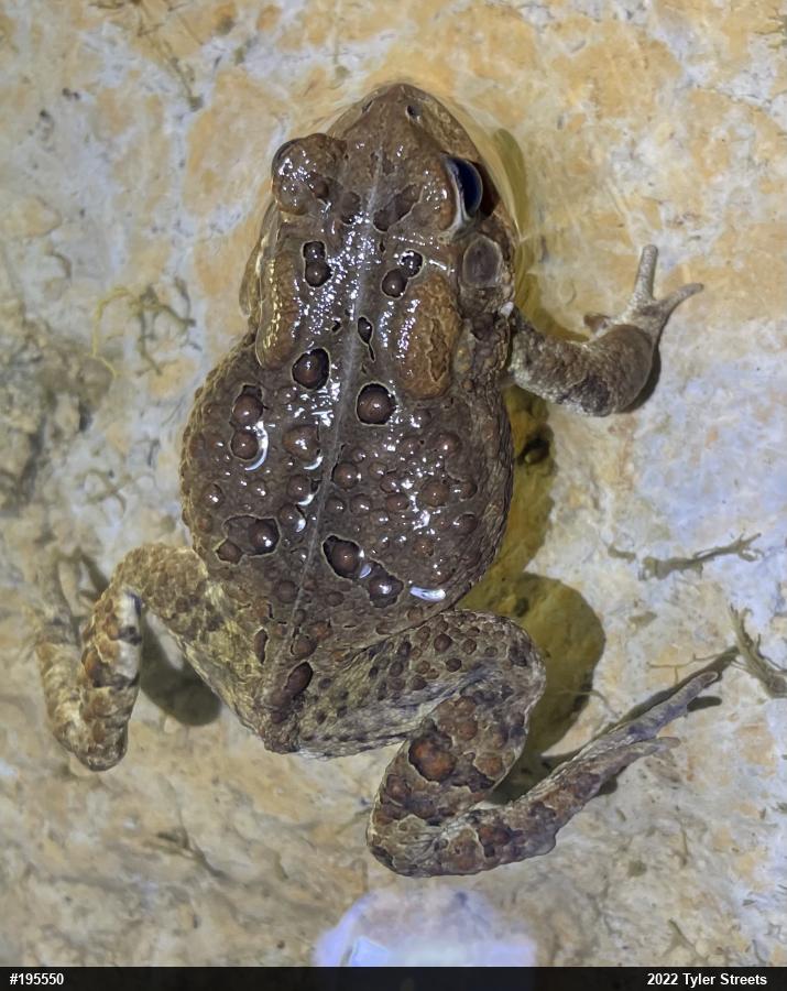 Eastern American Toad