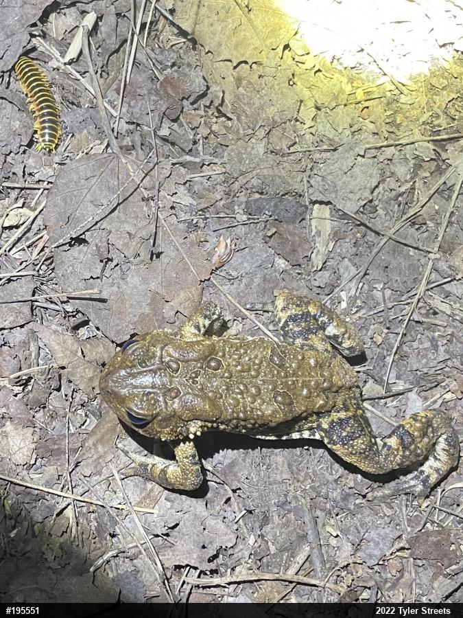 Eastern American Toad