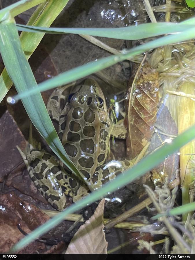 Pickerel Frog