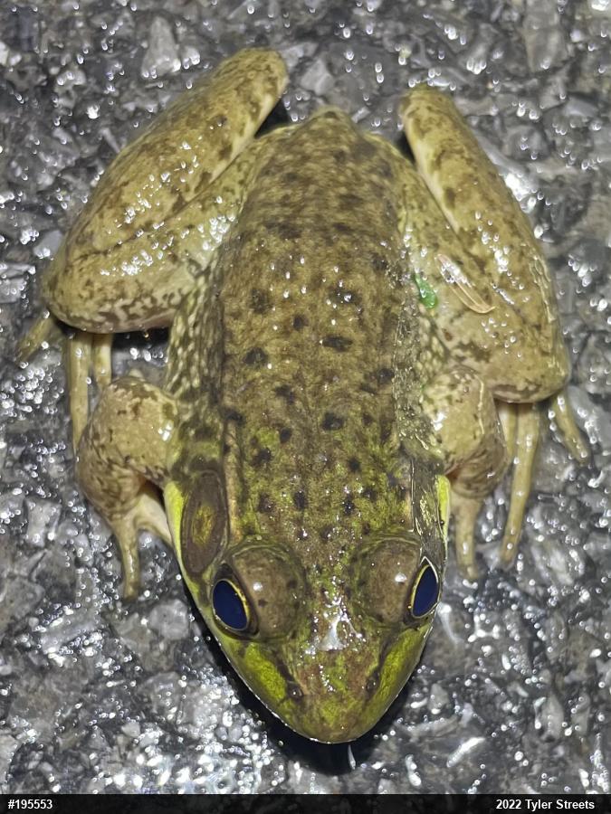 Green Frog
