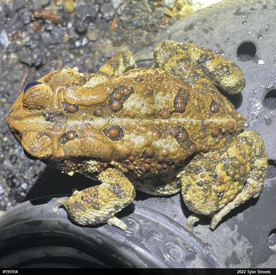 Eastern American Toad