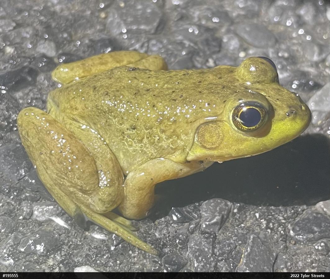 American Bullfrog