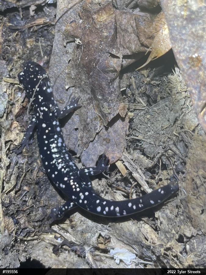Northern Slimy Salamander