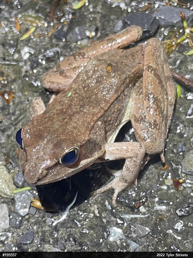 Wood Frog