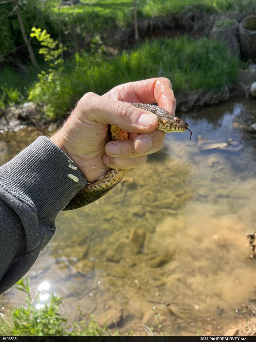 Northern Watersnake