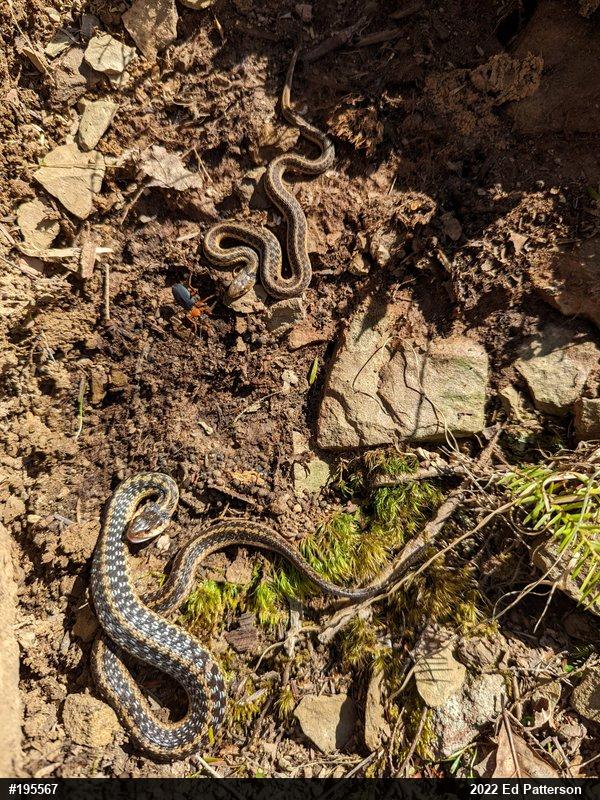 Eastern Gartersnake
