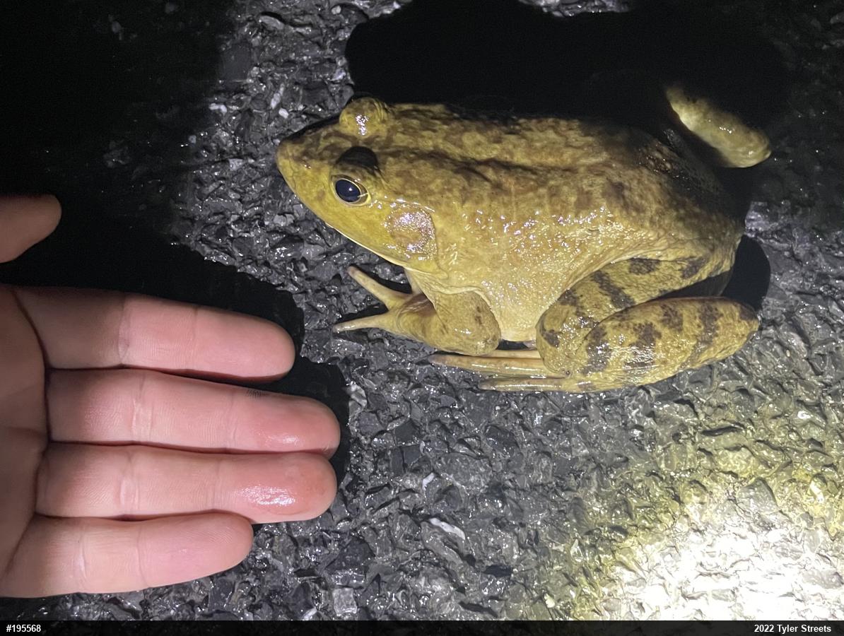 American Bullfrog