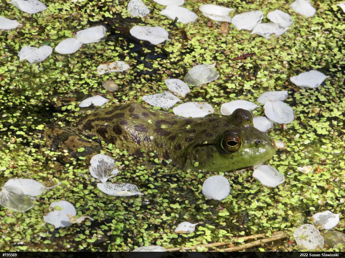 American Bullfrog