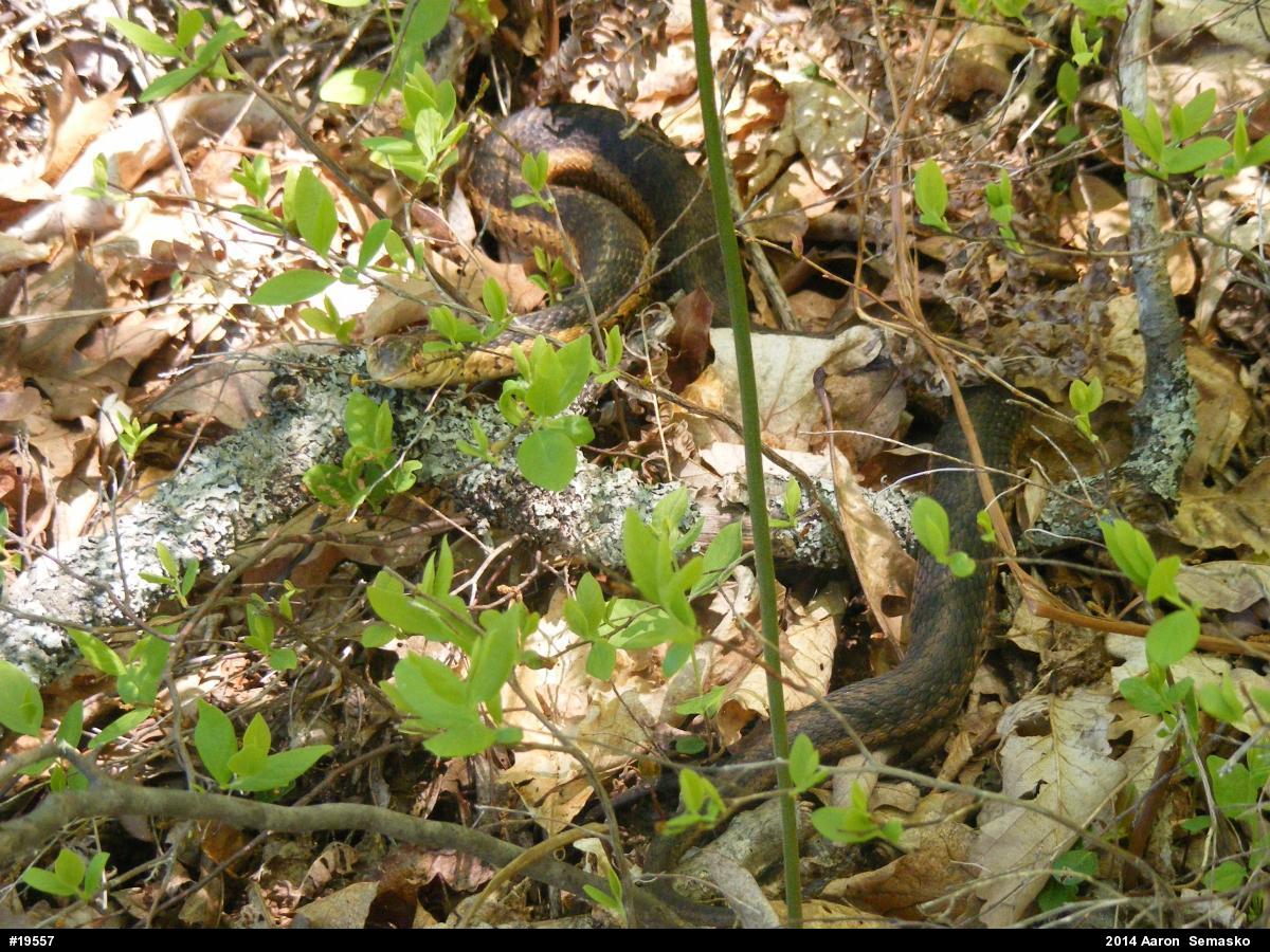 Eastern Gartersnake