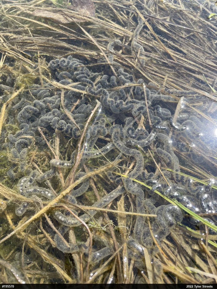 True Toads