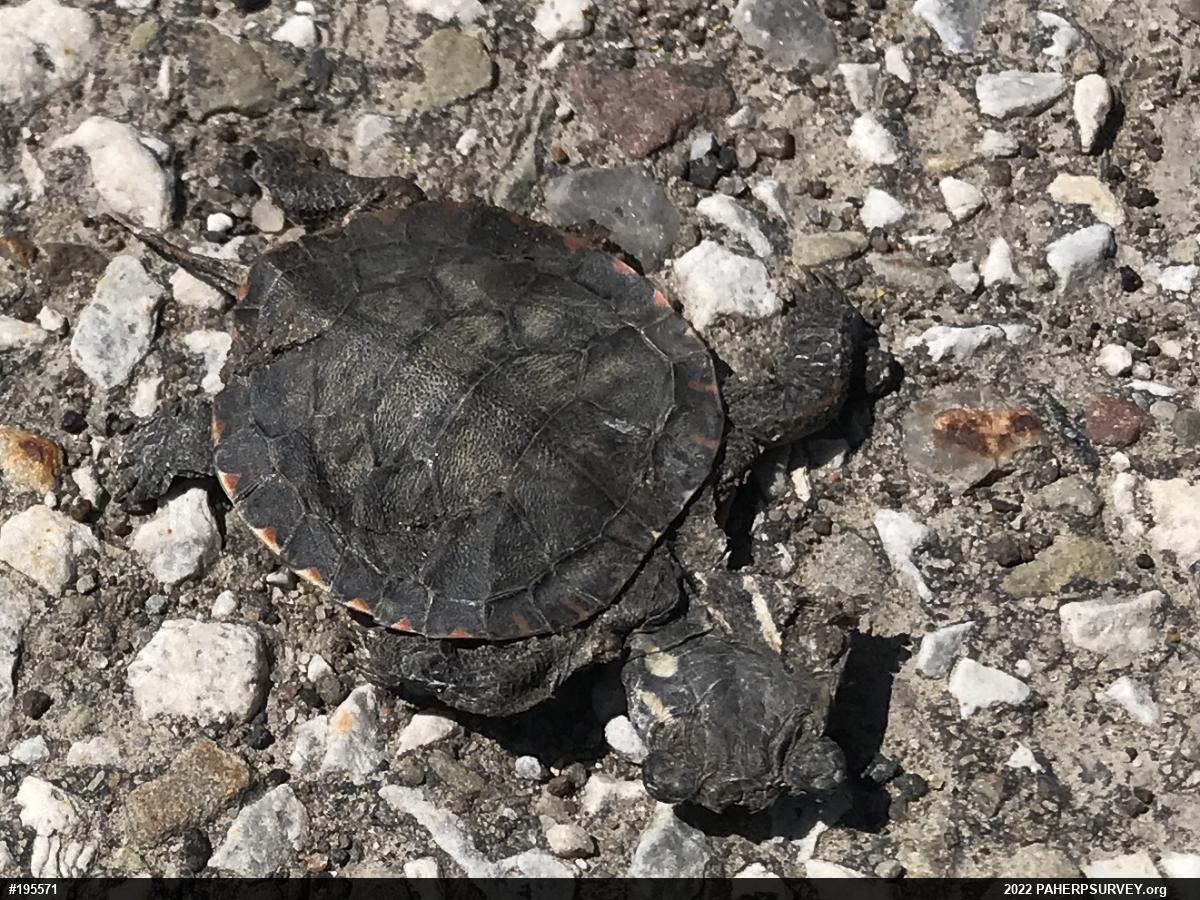 Midland Painted Turtle