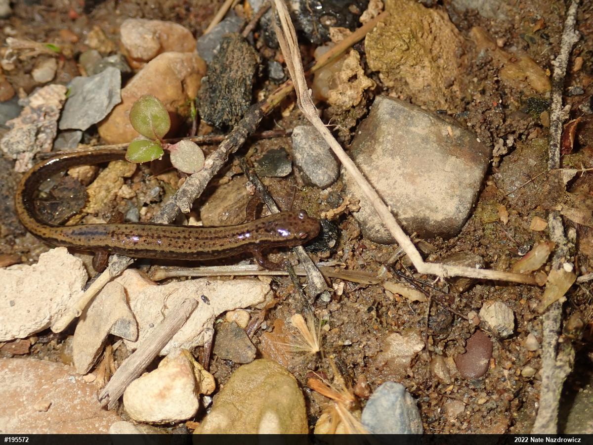 Northern Two-lined Salamander