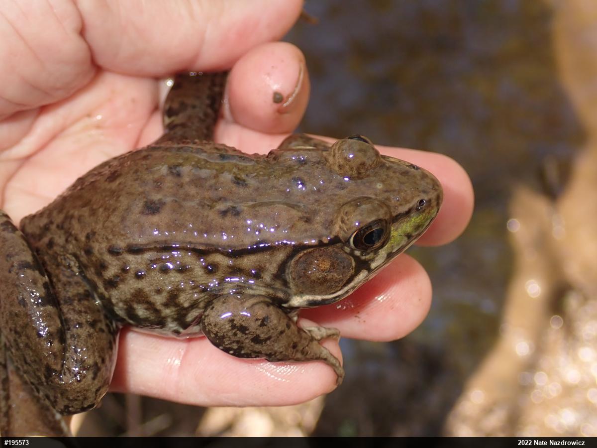 Green Frog