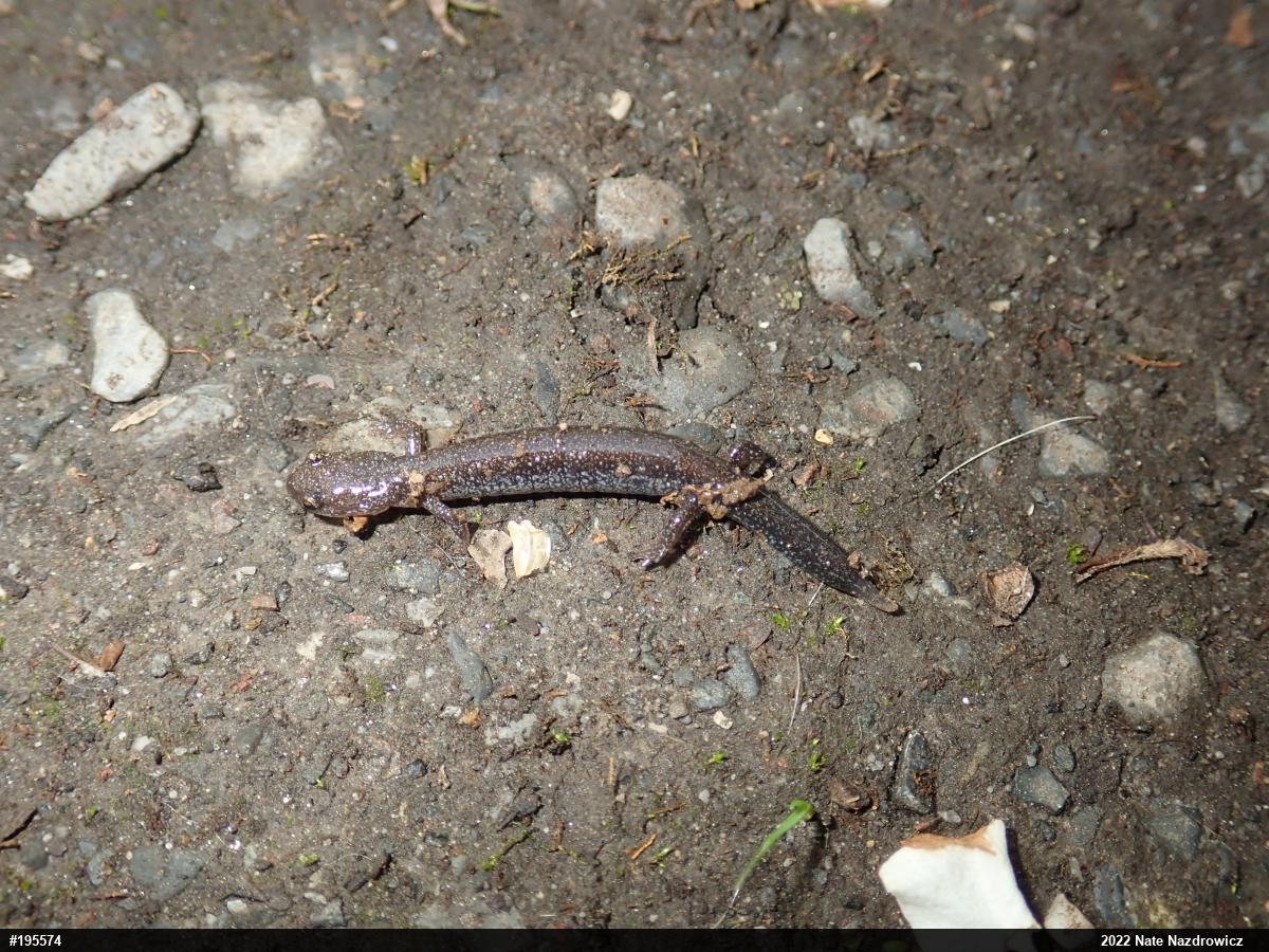 Eastern Red-backed  Salamander