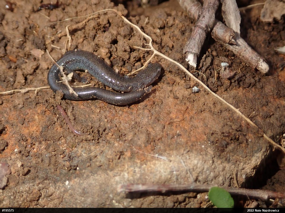 Eastern Red-backed  Salamander