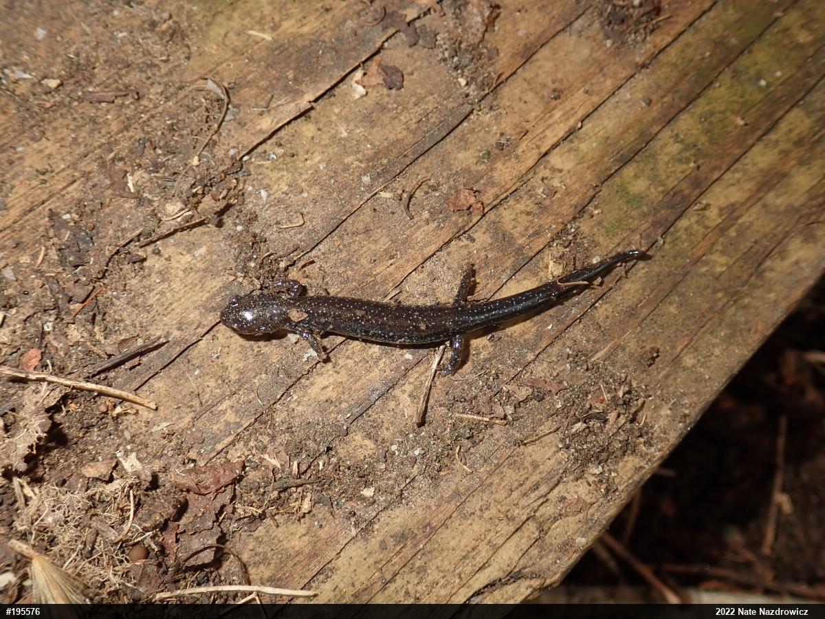 Eastern Red-backed  Salamander