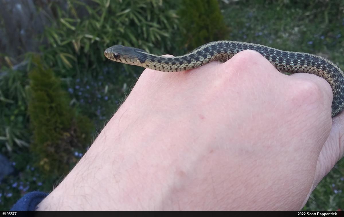 Eastern Gartersnake