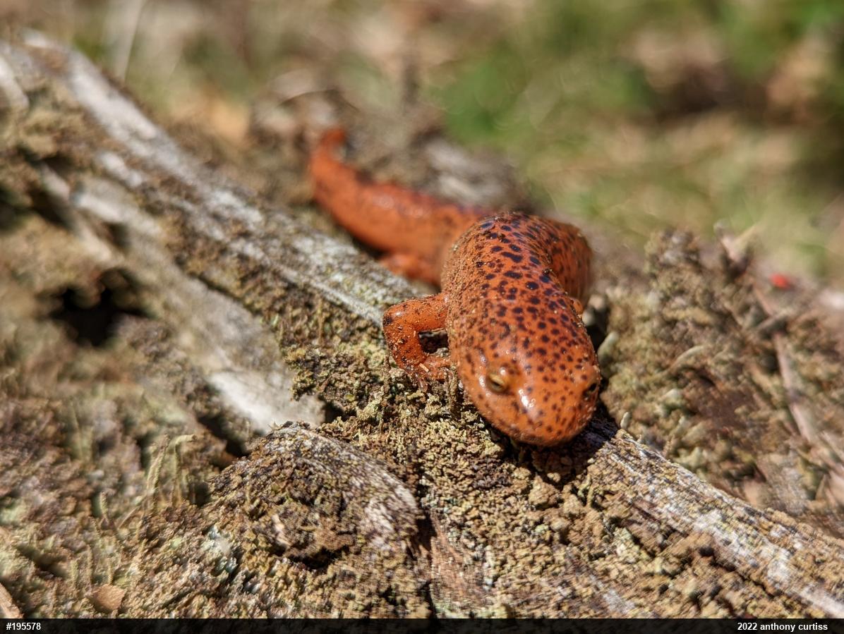 Northern Red Salamander