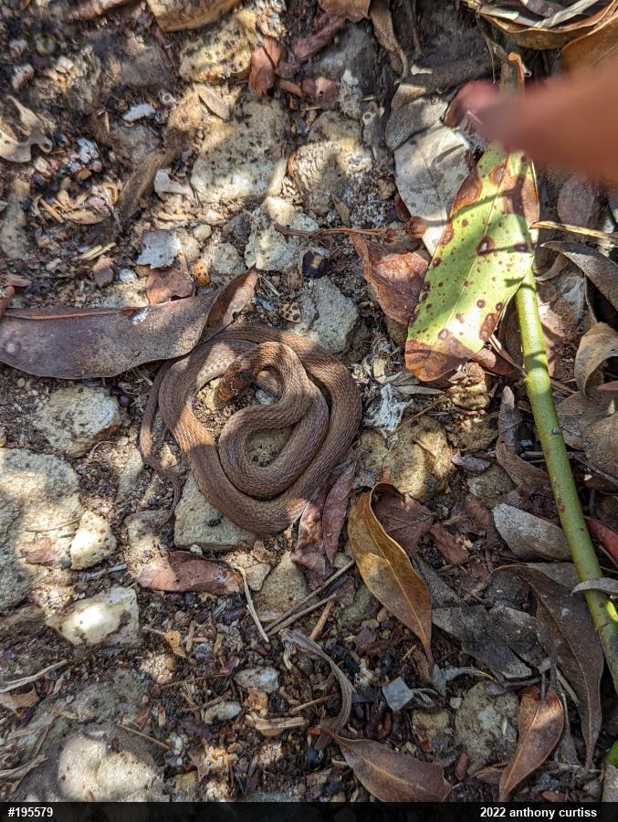 Red-bellied Snake