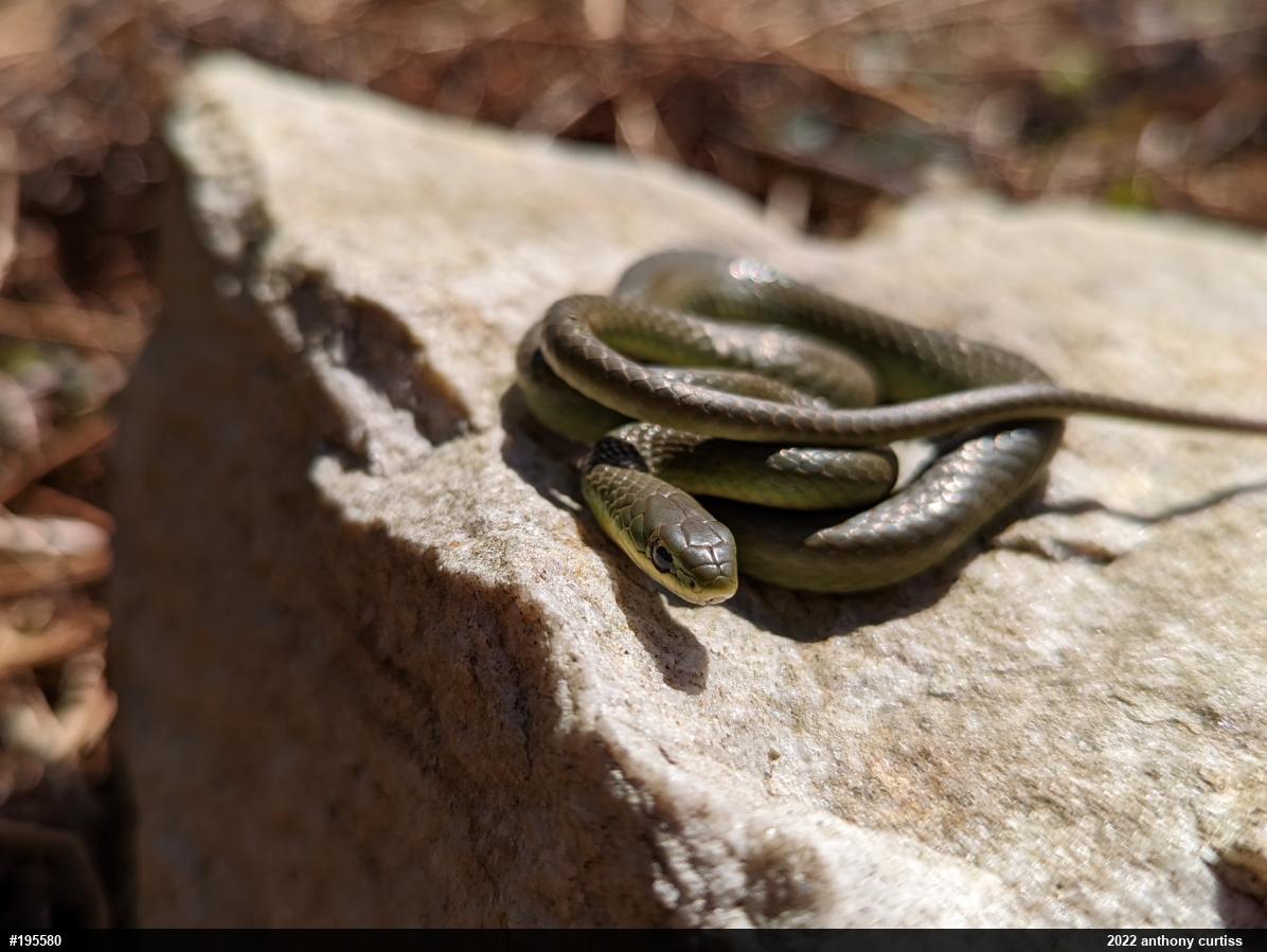 Smooth Greensnake