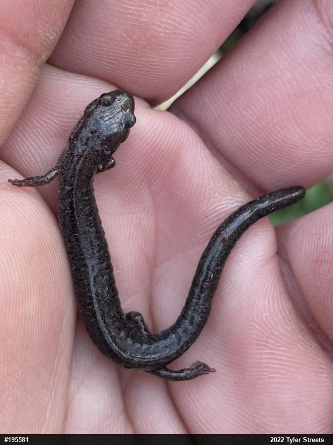 Woodland Salamanders