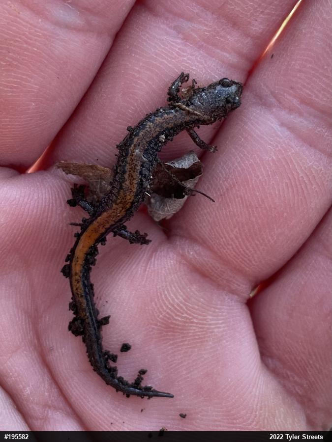 Eastern Red-backed  Salamander