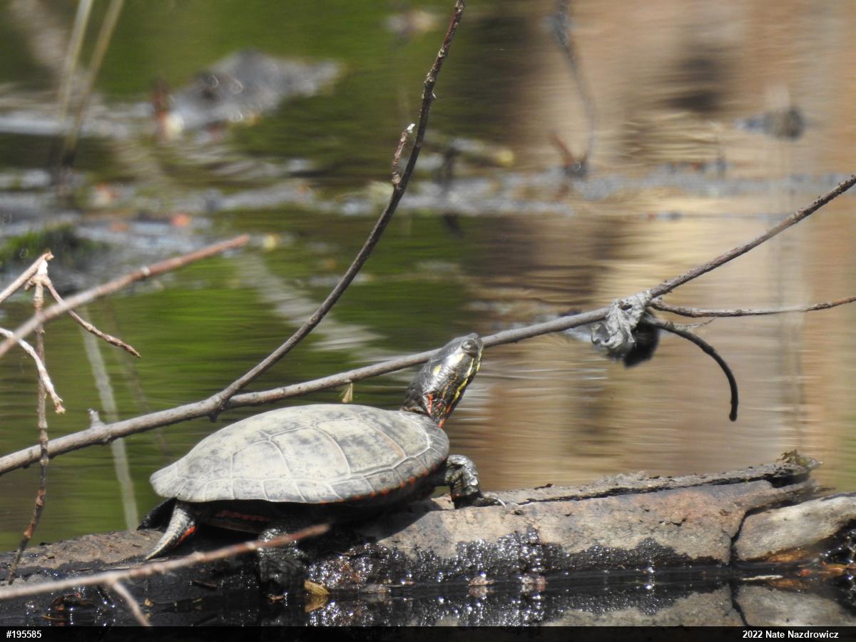 Eastern Painted Turtle