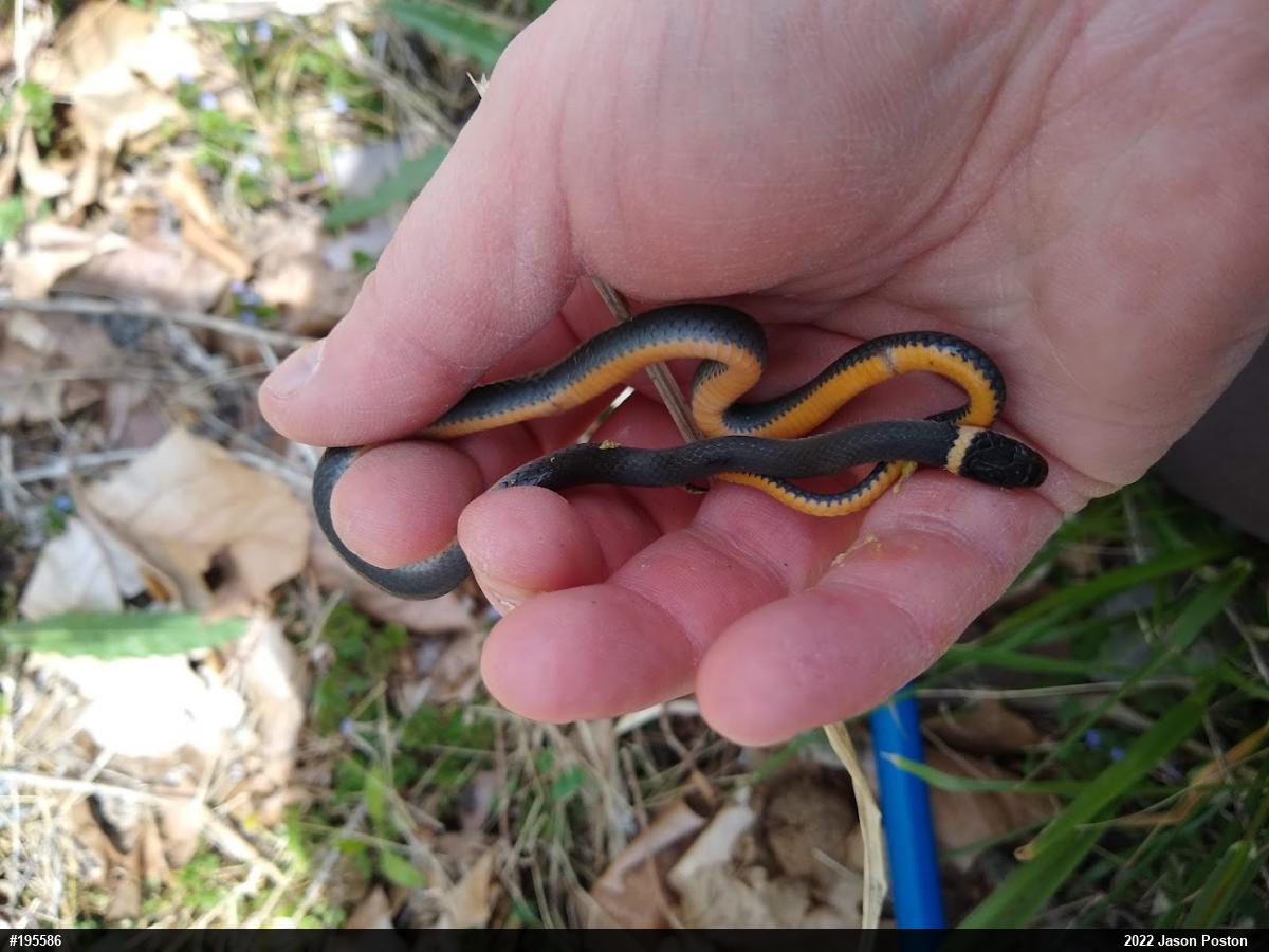 Northern Ring-necked Snake