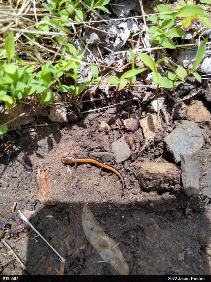 Eastern Red-backed  Salamander