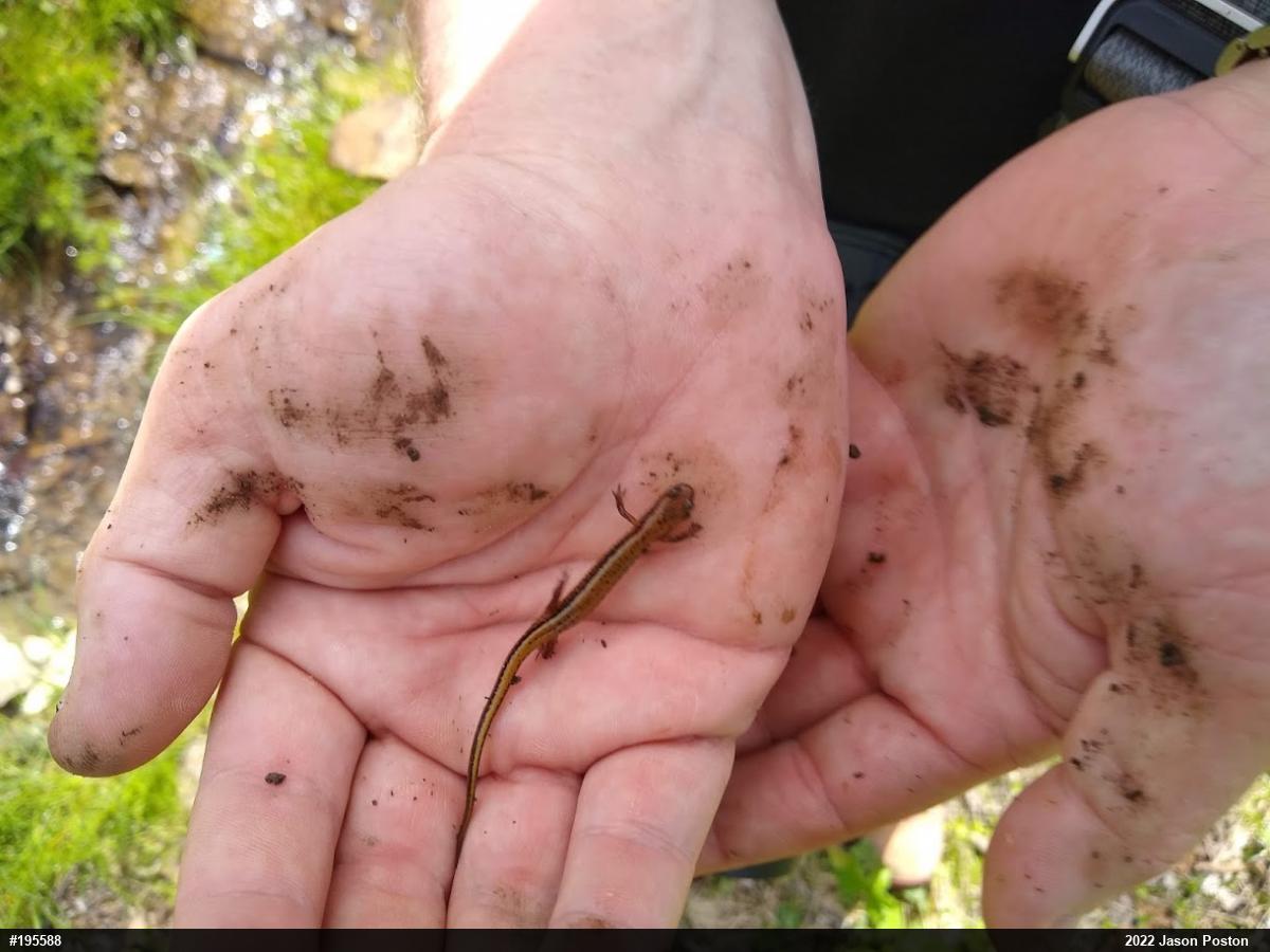 Northern Two-lined Salamander