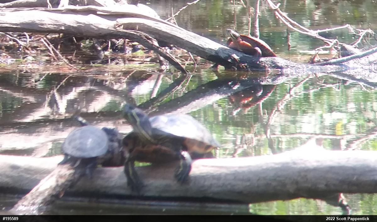 Red-eared Slider
