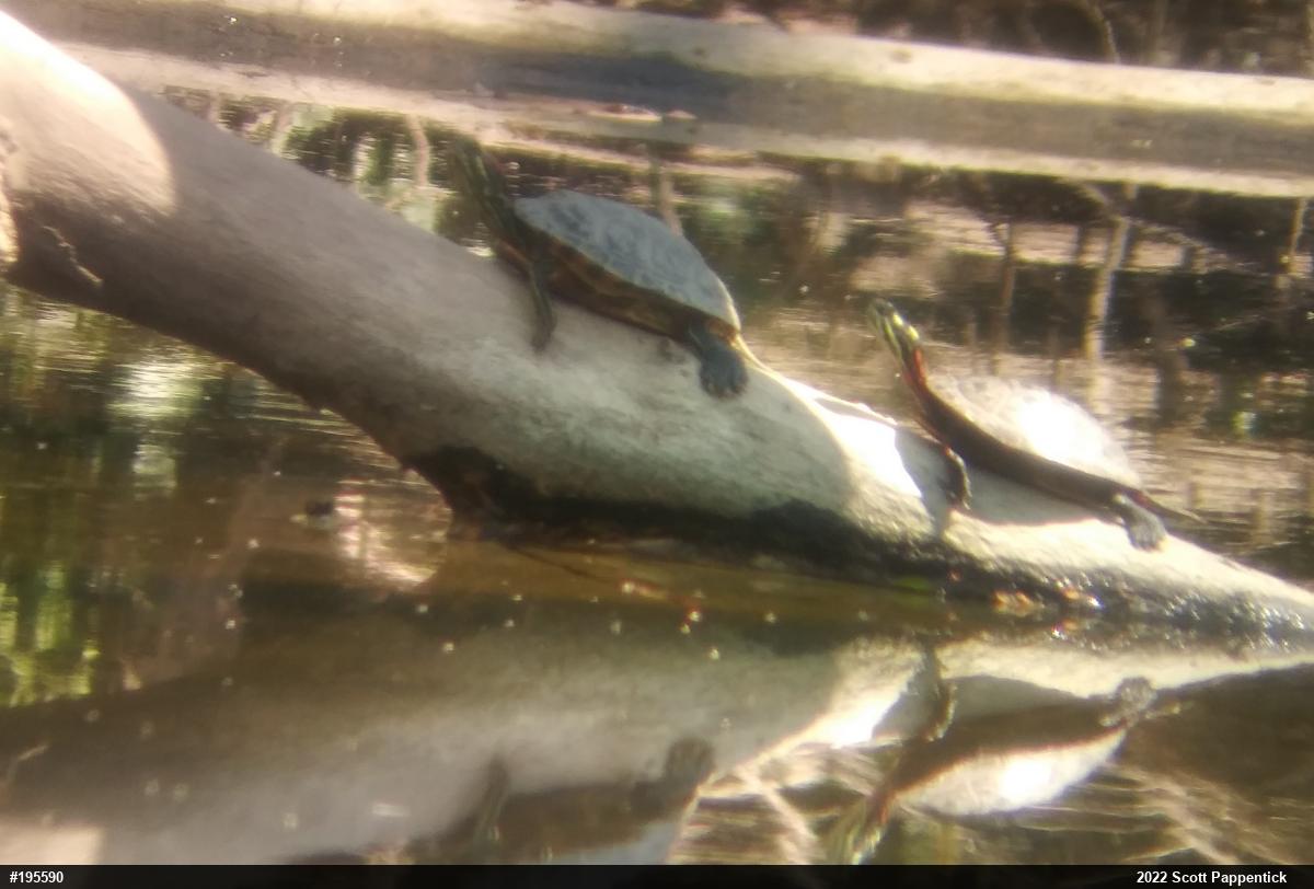 Painted Turtle
