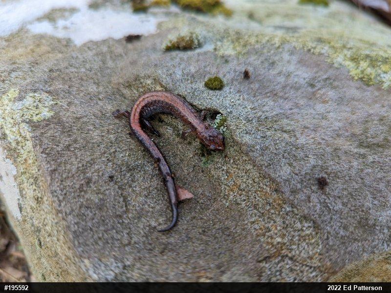 Eastern Red-backed  Salamander