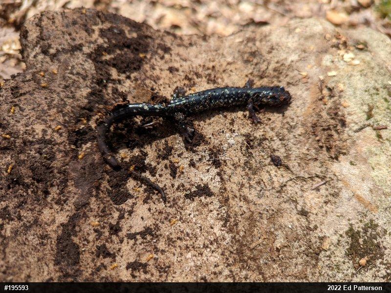 Northern Slimy Salamander