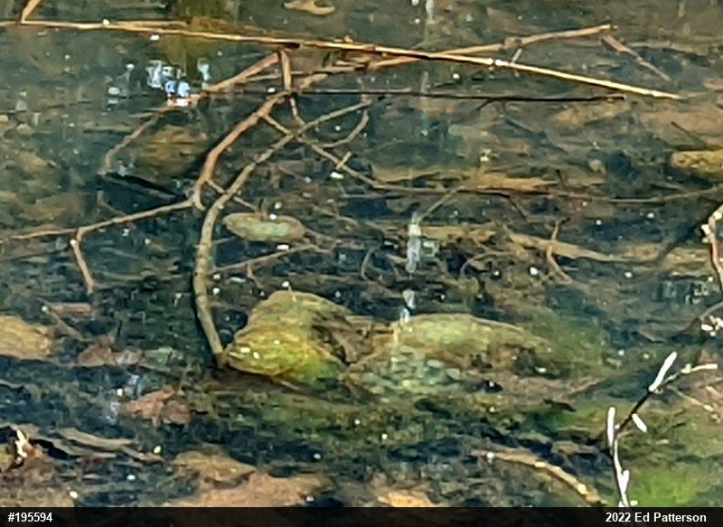 Spotted Salamander