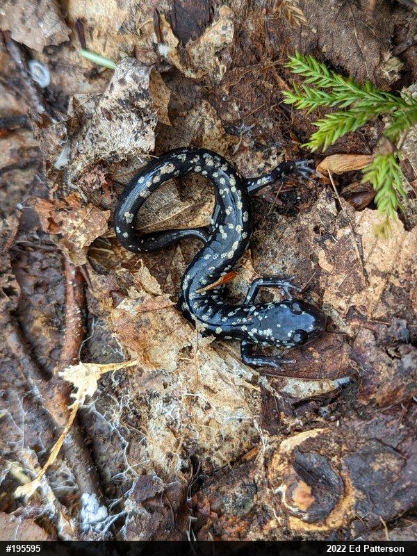 Northern Slimy Salamander