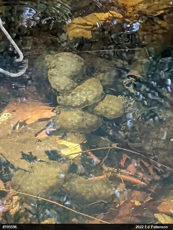 Spotted Salamander