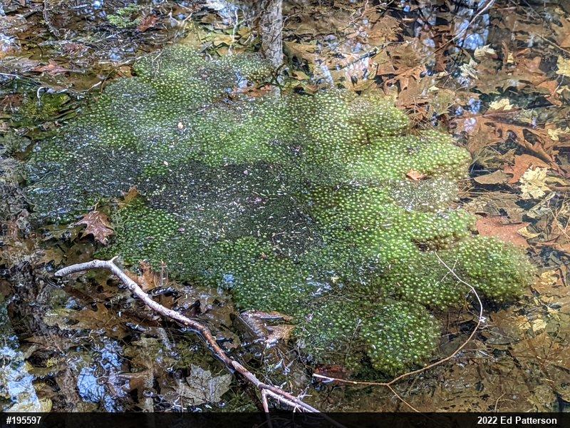 Wood Frog