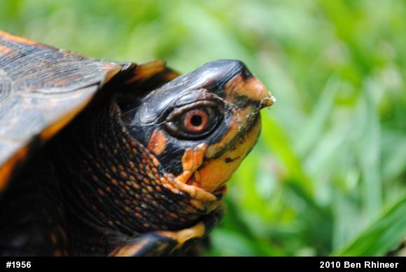 Eastern Box Turtle