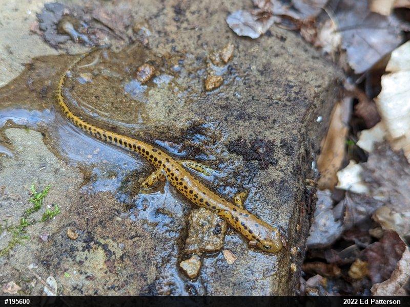 Eastern Long-tailed Salamander