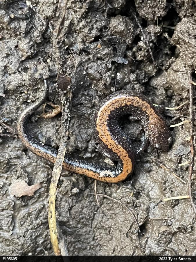 Eastern Red-backed  Salamander