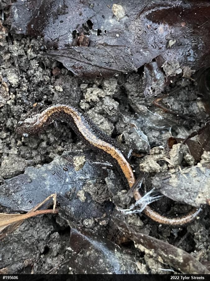 Eastern Red-backed  Salamander
