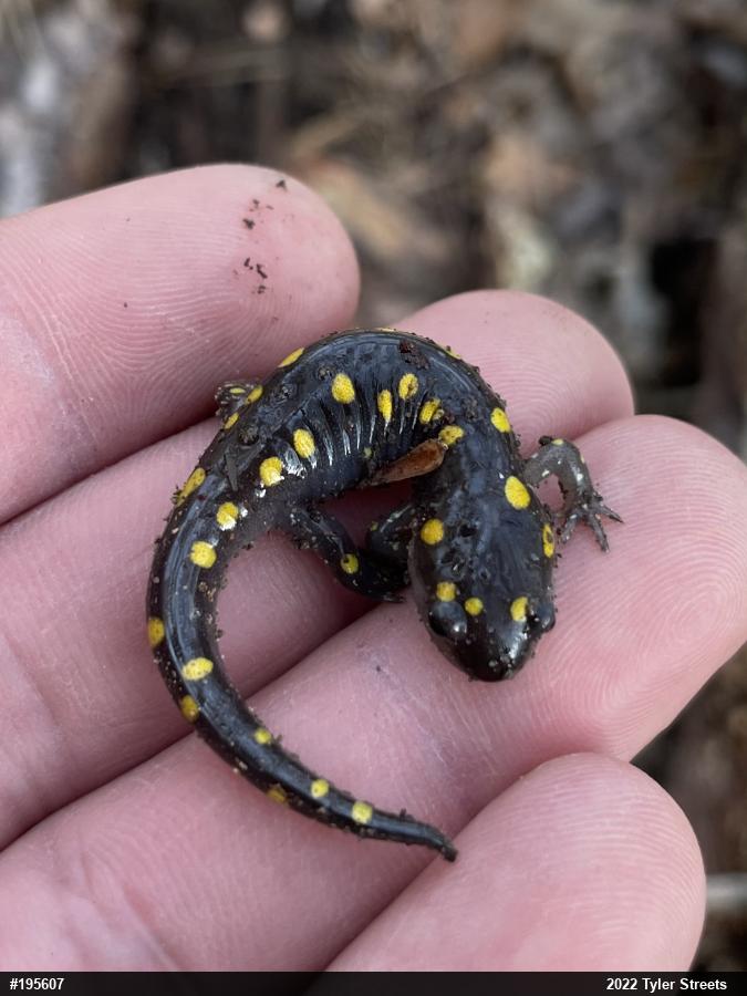 Spotted Salamander
