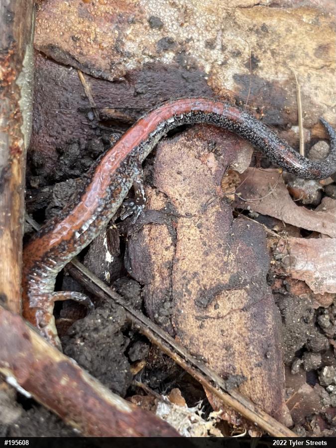 Eastern Red-backed  Salamander