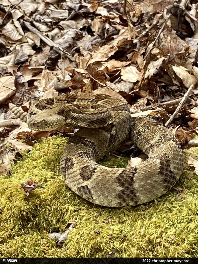 Timber Rattlesnake