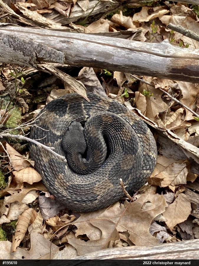 Timber Rattlesnake